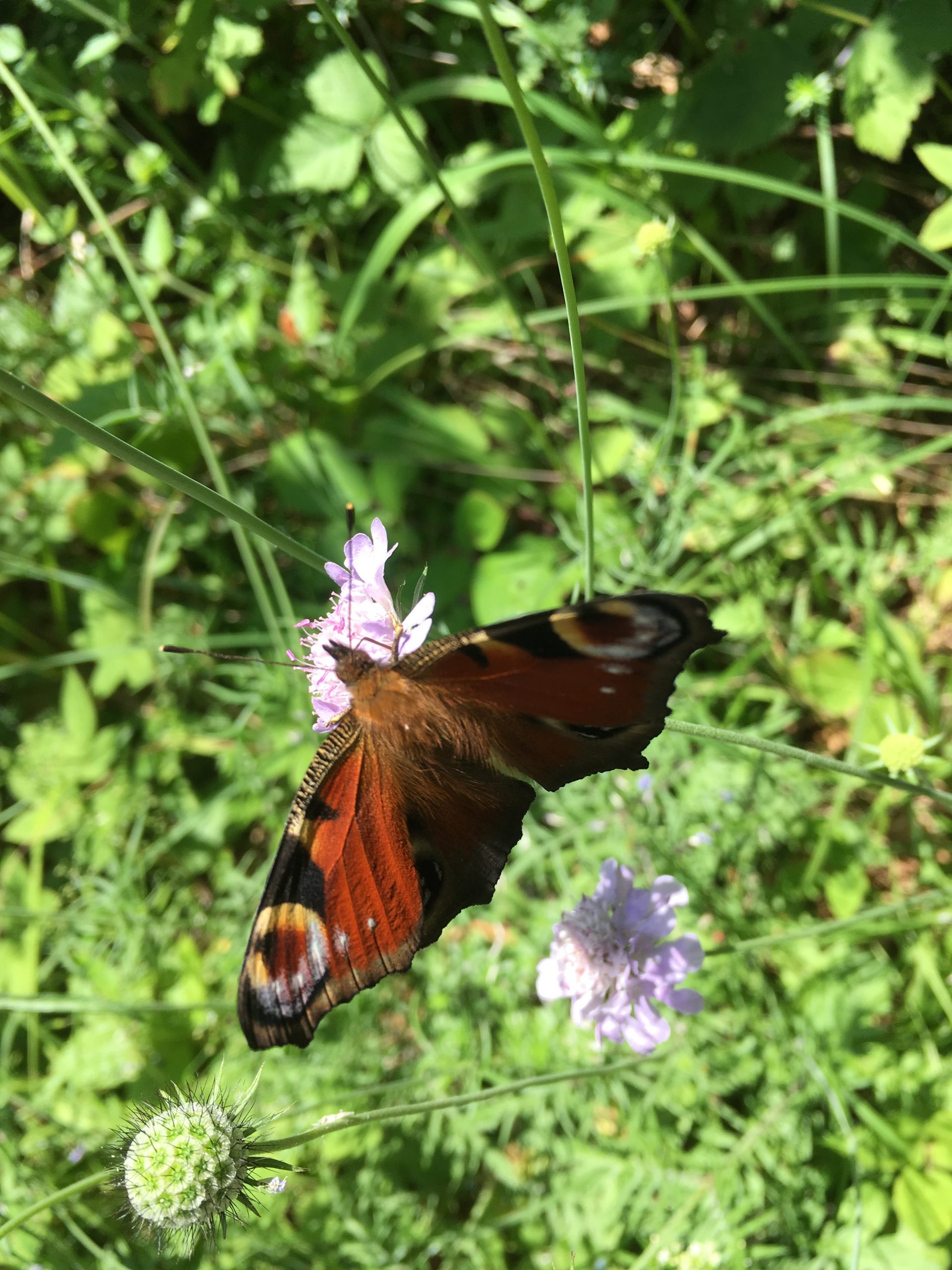 un papillon dans la nature qui symbolise la bienveillence